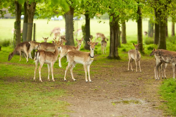Phoenix Park Cycle Paths