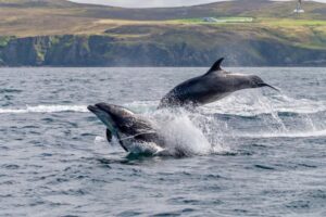 Springtime in Ireland – Why is it ‘The Perfect Travel Season’? - Irish ...