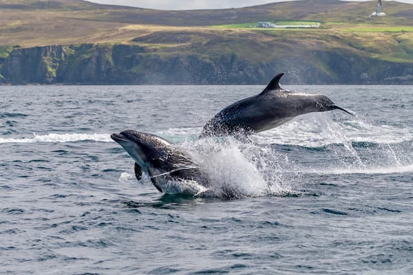 Irish whale watching